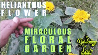 MIRACULOUS FLORAL GARDEN  Grow and Care for Helianthus  Fertilizing Tips for Asteraceae Sunflower [upl. by Tremayne525]