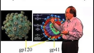 Why is HIV resistant to antibody production  David Baltimore Cal Tech [upl. by Eiggep]