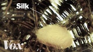 How silkworms make silk [upl. by Annayad]