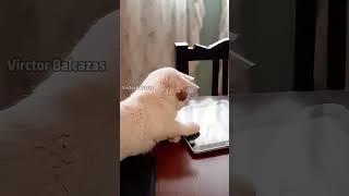 funny funnypetschannel catfunny cat catvideos pets [upl. by Aramoj]