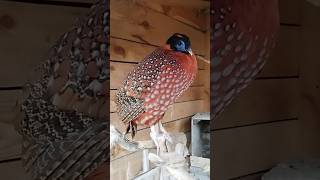 Bażant tragopan tyminek samiec i samica birds aviarylife animals aviary pheasant temminckii [upl. by Arytal489]