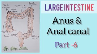 largeintestine  Anal canal and anus  part 6 [upl. by Beulah523]