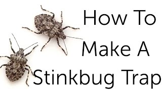 How To Make A Stinkbug Trap [upl. by Gottfried]