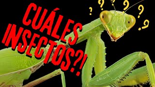 LOS INSECTOS y sus curiosidades 🐝  Documentales Infantiles🪲🦗  Vídeos educativos para niños 🦋🐜🪳 [upl. by Apeed457]