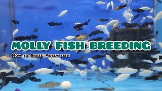 How to Breed Molly fish at home  LIVE AQUARIUM [upl. by Cown388]