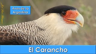 CARANCHO CRESTED CARACARA Caracara plancus Aves de la Argentina [upl. by Ynnattirb]