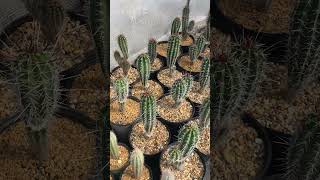 Indian Comb Cactus  Pachycereus pectenaboriginum [upl. by Keever]