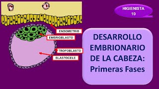 DESARROLLO EMBRIONARIO de la CABEZA primeras FASES SEGMENTACIÓN BLASTULACIÓN Y GASTRULACIÓN [upl. by Raclima]