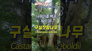 구실잣밤나무 이름 유래 구실잣밤나무 Castanopsissieboldii 나무이름백과 [upl. by Jedidiah66]