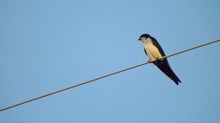 Swallow Bird Call Bird Song [upl. by Anniala]