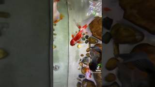 Most Relaxing View Top down view of the 125 Gallon Fancy Goldfish Aquarium [upl. by Connolly]