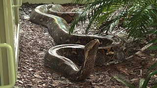 Giant 19 Foot 200 Pound Reticulated Python at Naples Zoo [upl. by Eletnahs]