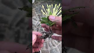 Breakthrough creativity when propagating the flower plant Ixora Coccinea [upl. by Ohl]