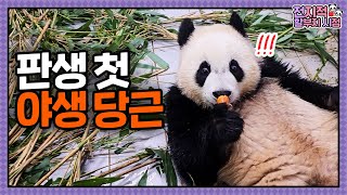 SUB 전지적 할부지 시점 ep199 quot할부지 이것 뭐에요quot 할부지표 당근을 처음 맛보는 루이후이의 반응🥕 러아커플의 메디컬 트레이닝까지│ Panda World [upl. by Ellivro623]