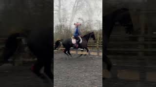 Winter training❄️🤩 Zeb working through some gymnastic exercises at home😍horses jumping eventing [upl. by Gerardo]