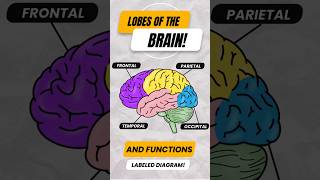 Lobes of the Brain amp Their Functions shorts cerebrum anatomy [upl. by Specht370]