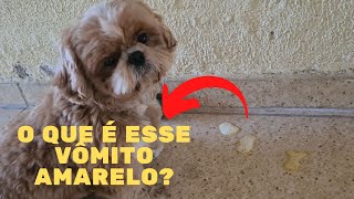 Cachorro vomitando amarelo o que pode ser [upl. by Flemings]