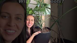 What to do with your monstera aerial roots monsteraplant plantcaretips plantcare [upl. by Ninazan]