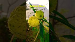 Balloon Plant गोम्फोकार्पस Natures Unique Cotton Pods plant nature plantlovers [upl. by Malvia]