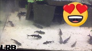 Community Breeding Synodontis Lucipinnis Freshwater Fish How To Easy Method [upl. by Sirenay]