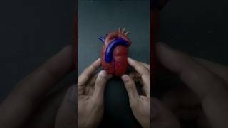 Heart with paper clay  shorts heart scienceproject [upl. by Gnek]