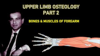 UPPER LIMB OSTEOLOGY PART II FOREARM BONES AND MUSCLES [upl. by Heyman]