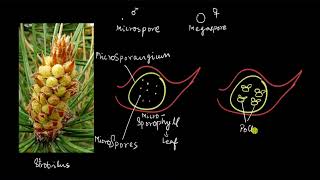 Gymnosperms  the male cone  Plant Kingdom  Biology  Khan Academy [upl. by Corly]