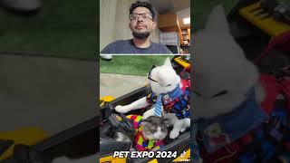 Pet Expo 2024 Amazing Driving Cat catskills drivingcat [upl. by Hinkle]