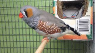 Zebra Finches going to nest [upl. by Suoicerpal]