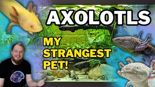 AXOLOTLS All Beginner Questions Answered Tank setup Feeding Tankmates and more [upl. by Bibby]