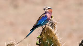 Lilacbreasted Roller in Kenya [upl. by Spielman106]