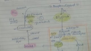 Gluconeogenesis from Pyruvate And Propionyl Coa [upl. by Atiuqet978]