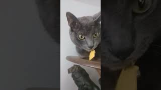 Chong new hiding spot cheech chong kitten viral catlover viralvideo animals funny catlover [upl. by Krik]