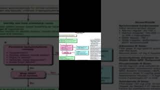 atrioventricular reentry tachycardia AVRT [upl. by Berthoud]