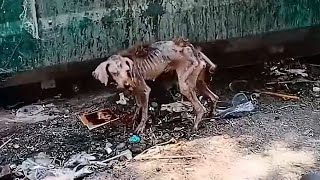 A scrawny stray dog Found by rescuers Amazing Transformation [upl. by Akemad]