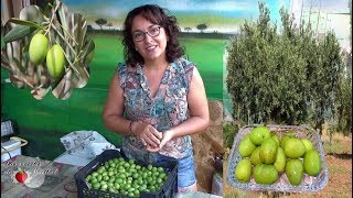 Aceitunas Verdes Curadas en Sosa Caustica  Curar Aceitunas en Casa [upl. by Metzgar871]