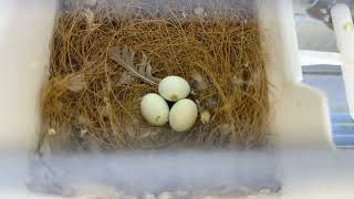 My charcoal zebra finches bird breeding farms [upl. by Neirol200]