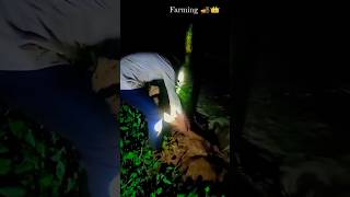 Farming pra krobar 👑😱 dasivlog myfirstvlog vlog viralvideo shorts [upl. by Oidivo]