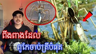 កំពូលពីងពាងដែលពូកែចាប់ត្រីបំផុតក្នុងលោក l MrVeasna [upl. by Lema]