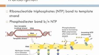 Biology 1 Lecture 17 Transcription and Translation [upl. by Moises631]