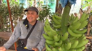 ¿ Cuanto gana un trabajador de una bananera en Ecuador [upl. by Shae270]