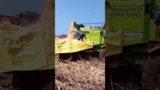 Wang da naap punjabisong cornharvestingcorn traindingshortsviral farmingharvestingvirals [upl. by Chladek33]