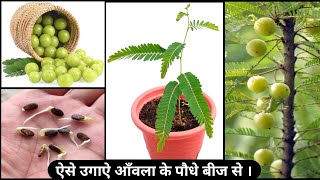 कब और कैसे उगाऐ आँवला को बीज । How to grow Amla  Gooseberry from seeds at home   Full Update [upl. by Carlin]