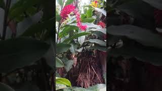 Planta de Alpinia Roja o Ginger Rojo como reproducirla [upl. by Orofselet]