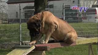 Mastiff Informationen zur Rasse [upl. by Ahsienor]