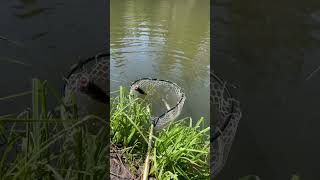 Trout fishing at Lake Fulmore in Idyllwild CA spoonfed shorts troutfishing [upl. by Yrrep562]