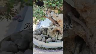 Begini jadinya bonsai ulmus setelah cukur rambut [upl. by Lodovico514]