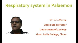 Respiratory system in Palaemon Prawn [upl. by Otis]