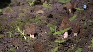 La récolte des morilles en Savoie [upl. by Eelik]