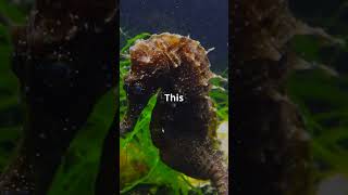 Why Male Seahorses Carry amp Give Birth to Young animalscience kellysscienceforallseasons nature [upl. by Joycelin]